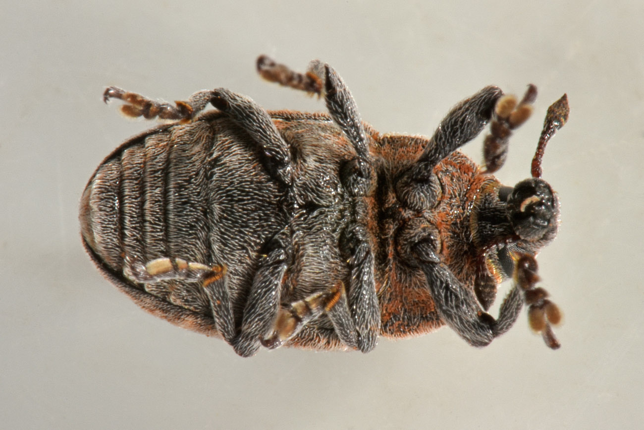 Curculionidae: Larinus (Larinomesius) obtusus